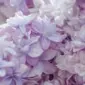 Maya lilac